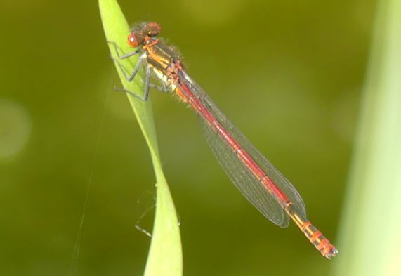 Large Red Damselfly