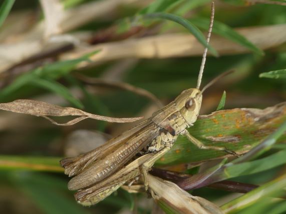 Lesser Marsh Grasshopper