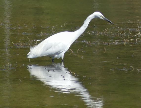 Little Egret