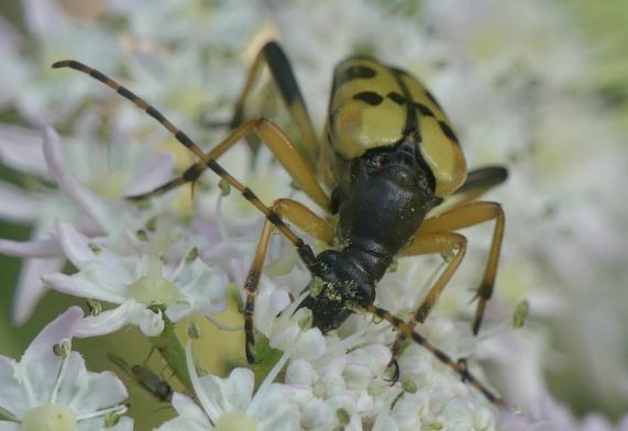 Longhorn Beetle - Rutpela maculata