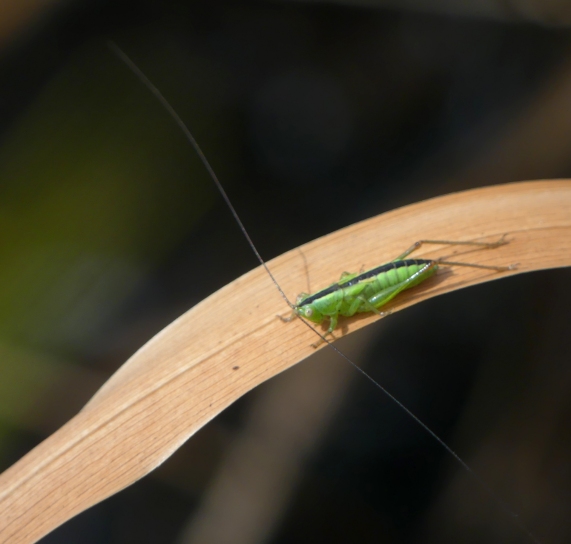 Long-winged Conehead