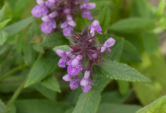 Marsh Woundwort