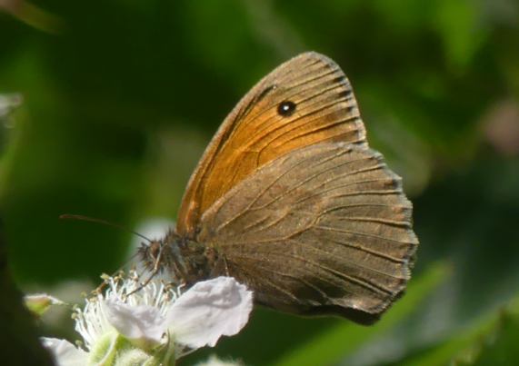 Meadow Brown butterfly