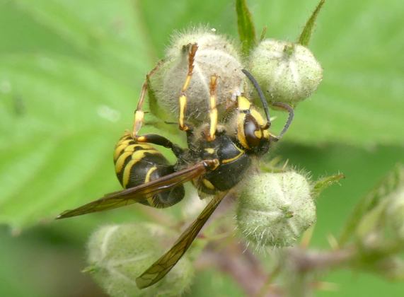 Median Wasp