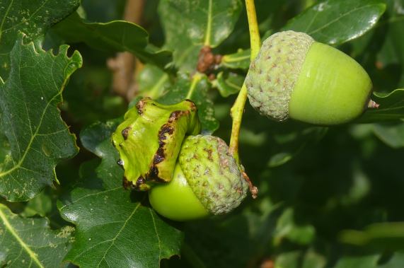 Oak Knopper Gall