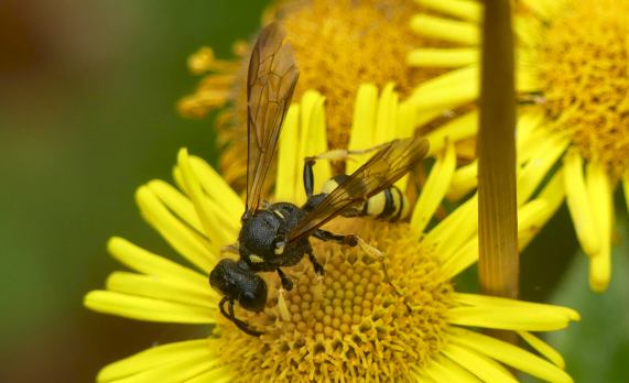 Ornate-tailed Digger Wasp