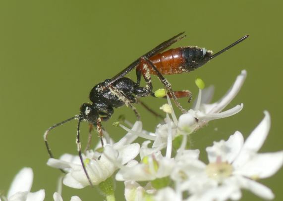 Parasitic Wasp - Aritranis director