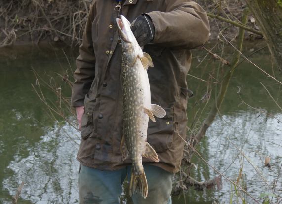 Pike