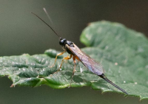 Pimplinae indet