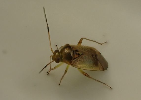 Mirid Bug (Pinalitus cervinus)