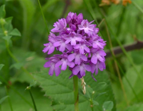 Pyramidal Orchid