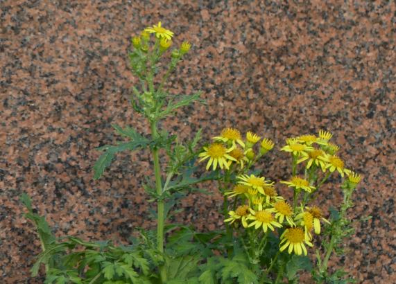 Ragwort