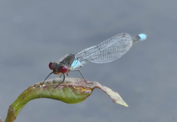 Red-eyed Damselfly