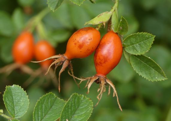 Rosehips