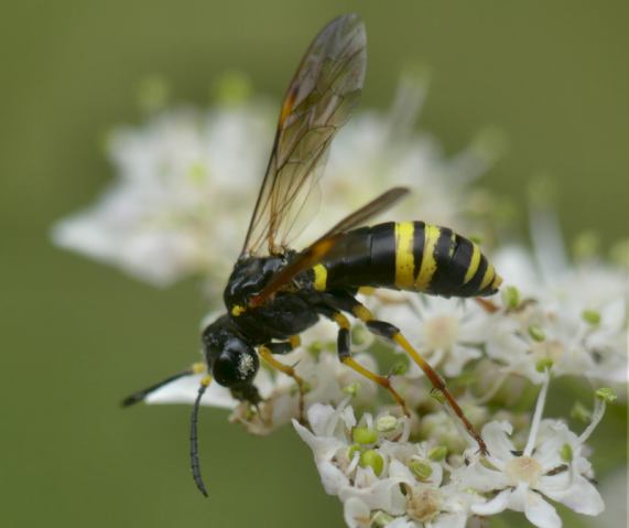 Sawfly - female Tenthredo omissa