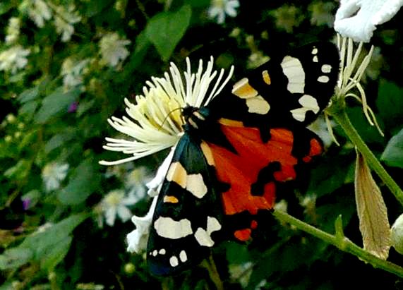 Scarlet Tiger Moth