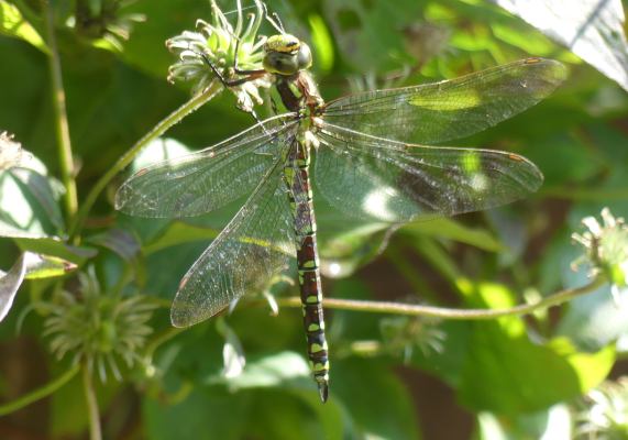 Southern Hawker dragonfly