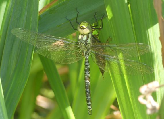 Southern Hawker dragonfly