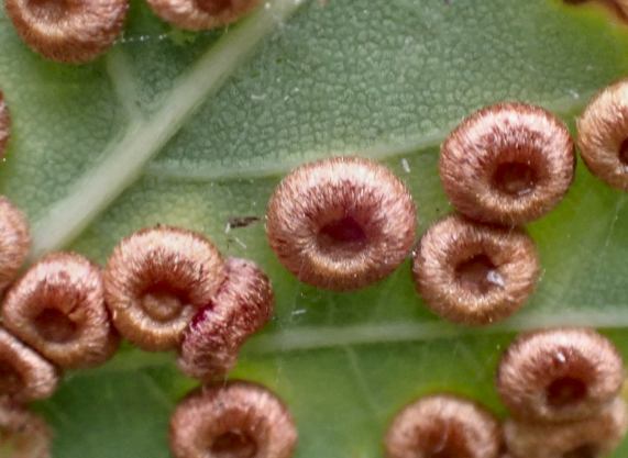 Spangle Gall