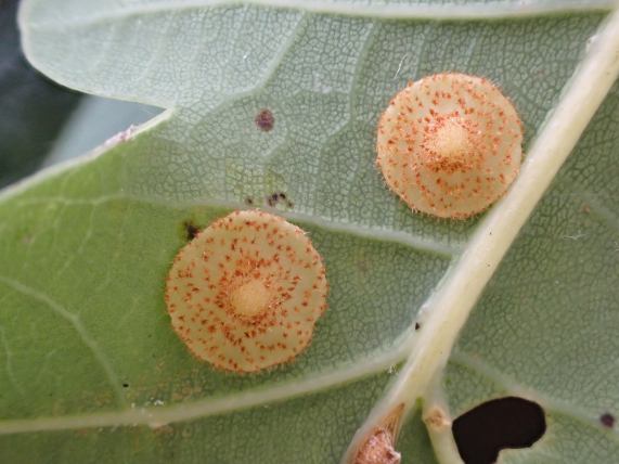 Spangle Gall