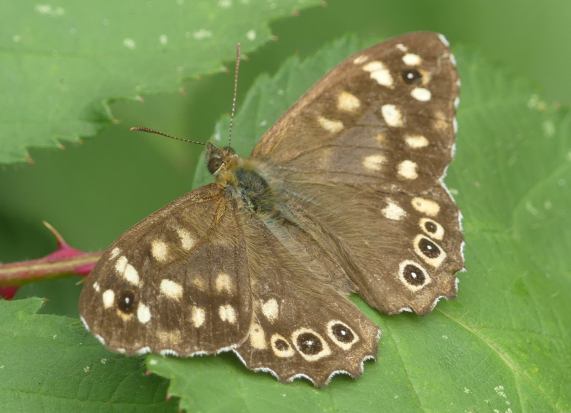 Speckled Wood butterfly