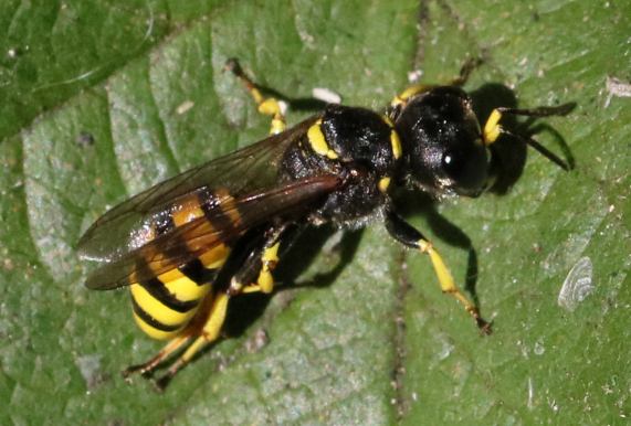 Square-headed wasp - Ectemnius cephalotes