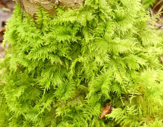 Common Tamarisk-moss