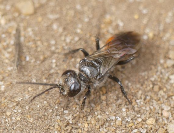 Wasp
                  - Astata boops