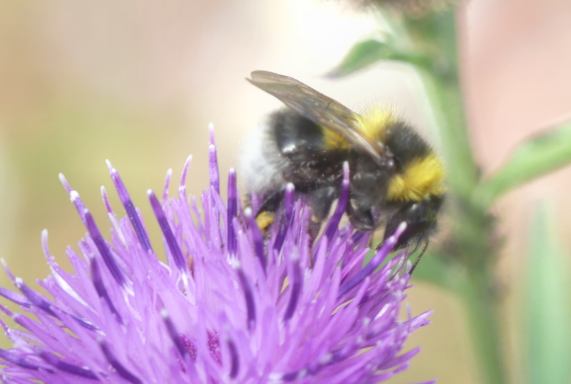 White-tailed Bumblebee