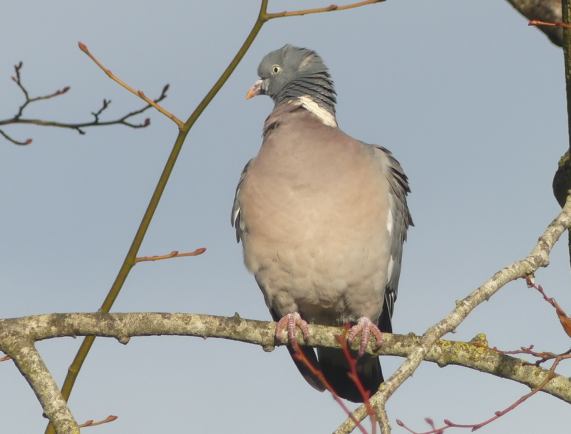 Woodpigeon