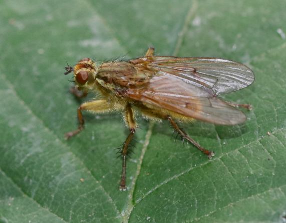 Yellow Dung Fly