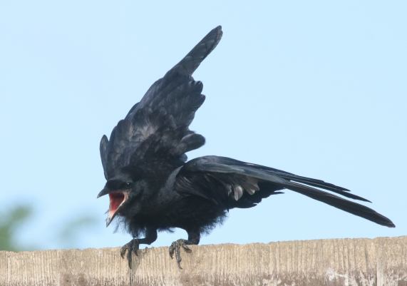 Young
                  Rook